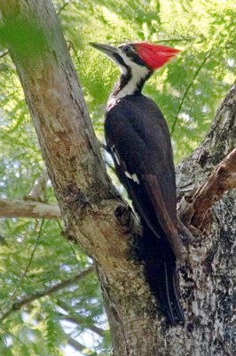 Pileated Woodpecker 56941