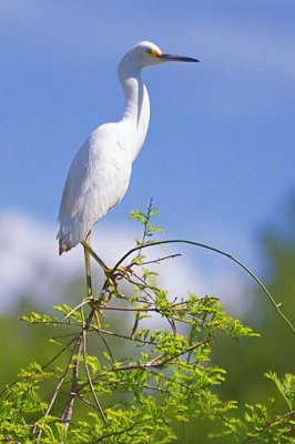 Egret In A Tree 56434