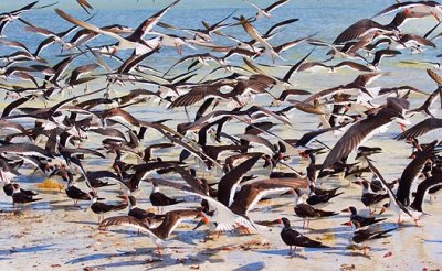 Black Skimmers Landing 57519