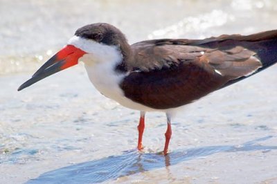 Black Skimmer Closeup 57544