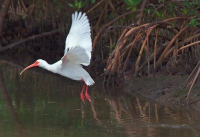 White Ibis Taking Flight 20070328