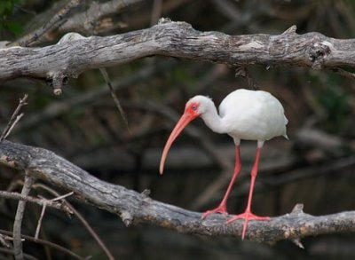 White Ibis In A Mangrove 57767