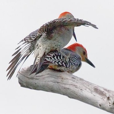 Two Red-Bellied Woodpeckers 20070329