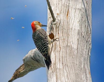 Red-Bellied Woodpecker 57964