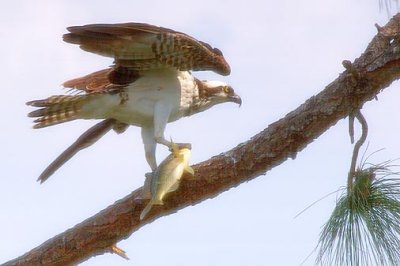 Osprey With A Catch 20070330