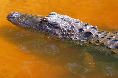 Alligator 20070401