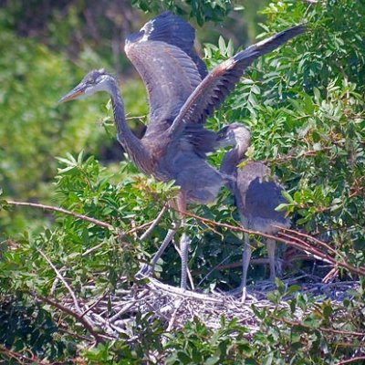 Young Great Blue Herons 58179