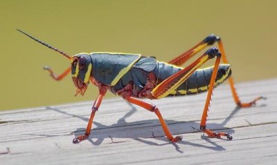 Eastern Lubber Grasshopper 20070403
