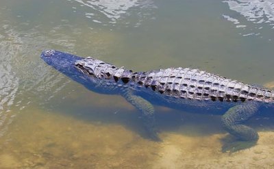 Alligator 58443