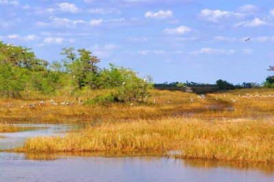 Big Cypress National Preserve 58453