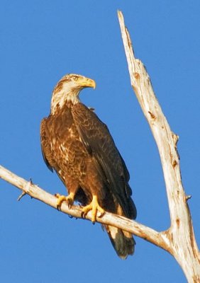 Bald Eagle 20070404