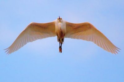 Snowy Egret In Flight 58637