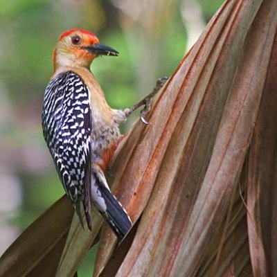 Red-Bellied Woodpecker 20070405