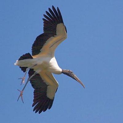 Wood Stork In Flight 58818