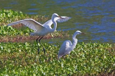 Two Egrets 58911