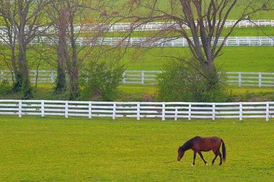 Kentucky Horse Farm 20070410