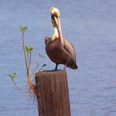 Pelican On A Sprouting Piling 58844