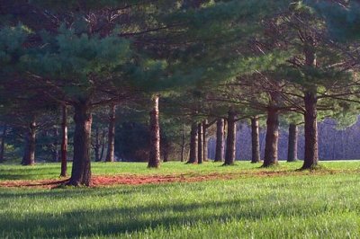 Pines At Sunrise 20070416