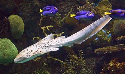 Big White Fish 59470