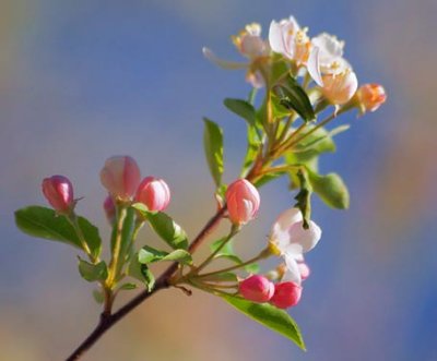 Spring Blossoms 20070422