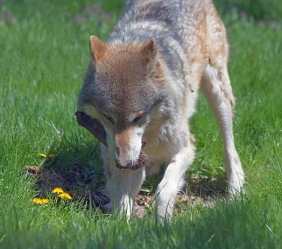 Timber Wolf 59593