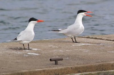 Two Terns 59684