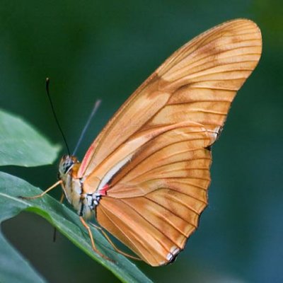 Butterfly 60011