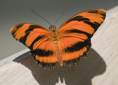 Butterfly 59946