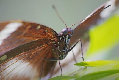 Butterfly 59797
