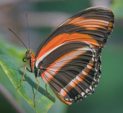 Butterfly 59754