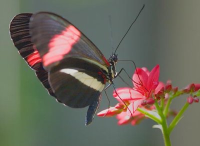 Butterfly 59787