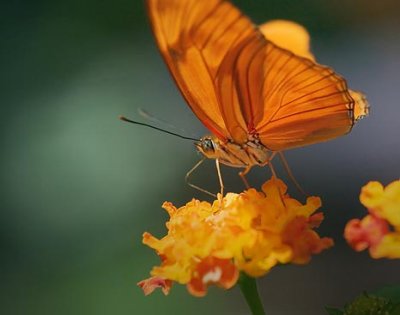 Butterfly 59815