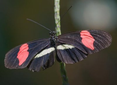 Butterfly 59831