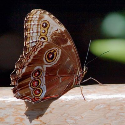 Butterfly 59980