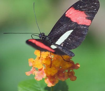 Butterfly 59858