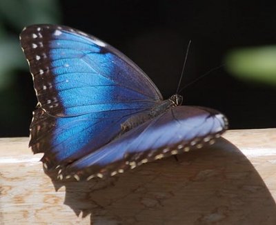 Butterfly 59982