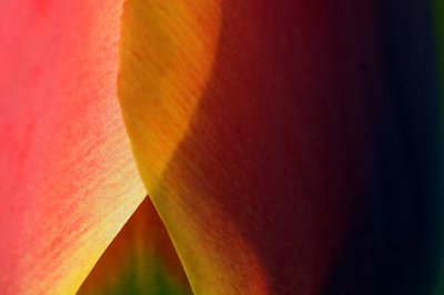 Tulip Closeup 20070513