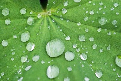 Raindrops on a Leaf 60179