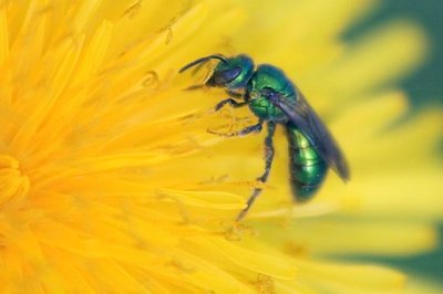 Green Bee On A Dandelion 20070523
