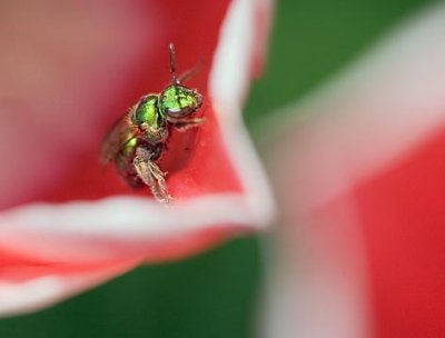 Green Bee, Red Tulip 20070524