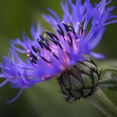 Purple Flower 60414