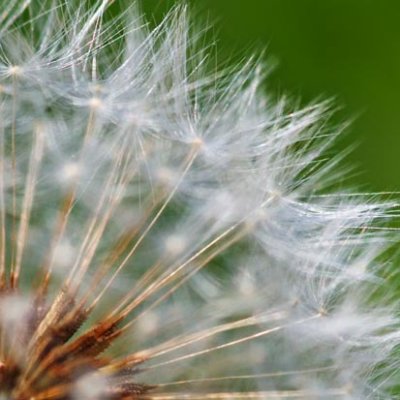 Seedy Dandelion 60335