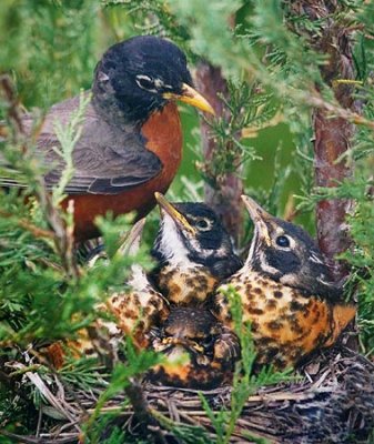 Robin Family 60520