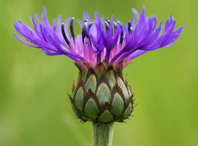 Purple Flower 60502