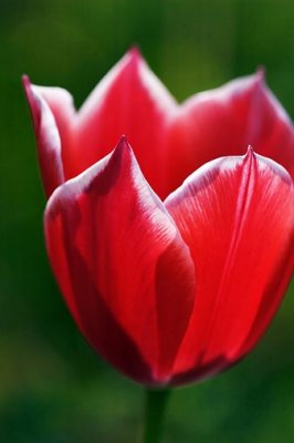 Red Tulip 60332