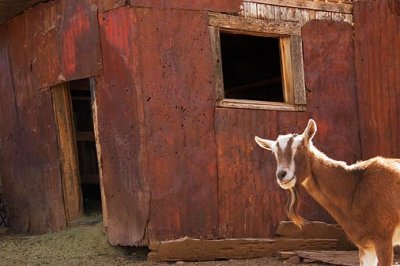 Rusty Building & Goat 29407