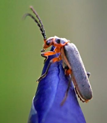 Bug On An Iris Bud 20070602