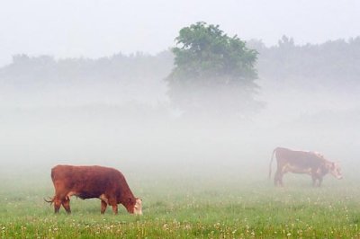 Cows In Mist 20070604