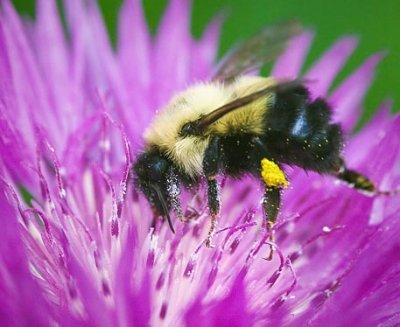 Bumble Bee On Purple Flower 60837