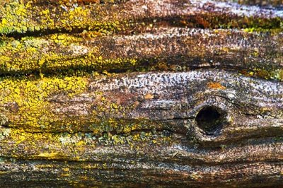 Knot On An Old Log 60863